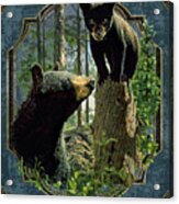 Mom And Cub Bear Acrylic Print
