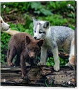 Mom Fox And Her Cubs Acrylic Print