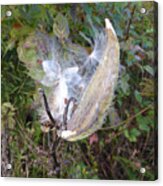 Moment In The Life Of A Milkweed Acrylic Print