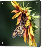Monarch 2018-7 Acrylic Print