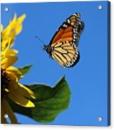 Monarch And Blue Sky Acrylic Print