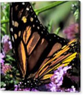 Monarch And Lavendar Acrylic Print
