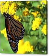 Monarch Butterfly Ii Acrylic Print