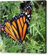 Monarch Butterfly In Lush Leaves Acrylic Print
