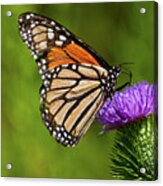Monarch Butterfly On A Thistle Acrylic Print