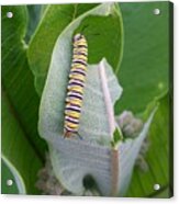 Monarch Caterpillar Acrylic Print