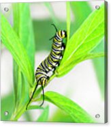 Monarch Caterpillar Acrylic Print