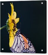 Monarch Acrylic Print