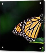 Monarch Delight Acrylic Print