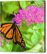 Monarch Pretty In Pink Acrylic Print