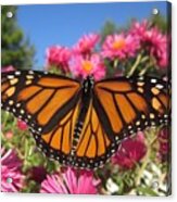 Monarch Wings Acrylic Print