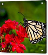 Monarh Butterfly Acrylic Print