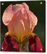 Iris Acrylic Print