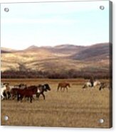 Mongolian Horses And Rider Acrylic Print