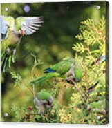 Monk Parakeets Feeding On Evergreens 1 Acrylic Print