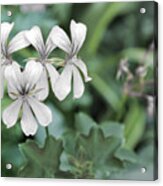 Monochrome Flowers On Green Acrylic Print