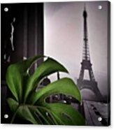 Monstera Délicieuse
#paris #plant Acrylic Print