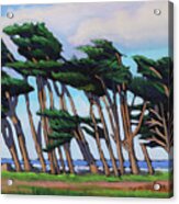 Monterey Cypress Row Acrylic Print