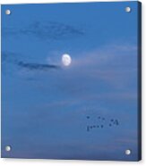 Moon Rises Geese Fly Acrylic Print