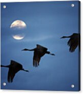 Moonlit Flight Acrylic Print
