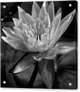 Moonlit Water Lily Bw Acrylic Print