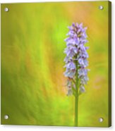 Moorland Spotted Orchid - Beautiful Wild Flower Acrylic Print