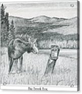 Moose At Big Brook Bog Acrylic Print