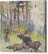 Moose Couple In The Wood Acrylic Print