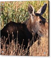 Moose Acrylic Print