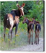 Moose Mom And Babies Acrylic Print