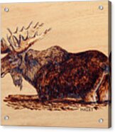 Moose Acrylic Print