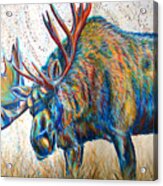 Moose Rut Acrylic Print