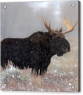 Moose Winter Silhouette Acrylic Print