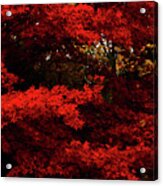 More About Maple Acrylic Print