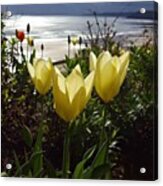 More Tulips At The #seaside Acrylic Print