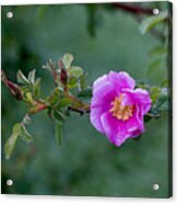 Morning Dew On Pink Rose Acrylic Print