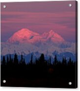 Morning Light On Denali Acrylic Print