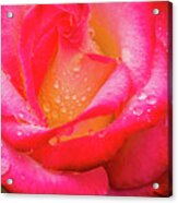 Morning Rose For You Acrylic Print