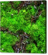 Moss On The Hillside Acrylic Print