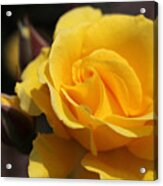 Most Elegant Yellow Rose Acrylic Print