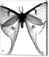 Moth Acrylic Print