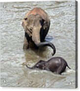 Mother And Baby Acrylic Print