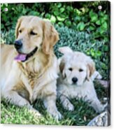 Mother And Pup Acrylic Print