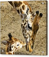 Mother Giraffe With Her Baby Acrylic Print