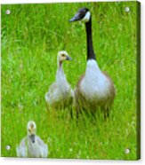 Mother Goose Acrylic Print