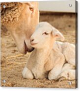 Mother Sheep With Newborn Lamb Acrylic Print