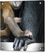 Motherhood - Primate Acrylic Print