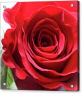 Mother's Day Rose Acrylic Print