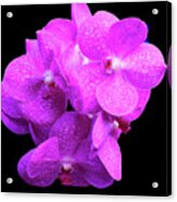 Mottled Orchids Acrylic Print