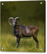 Mouflon Acrylic Print